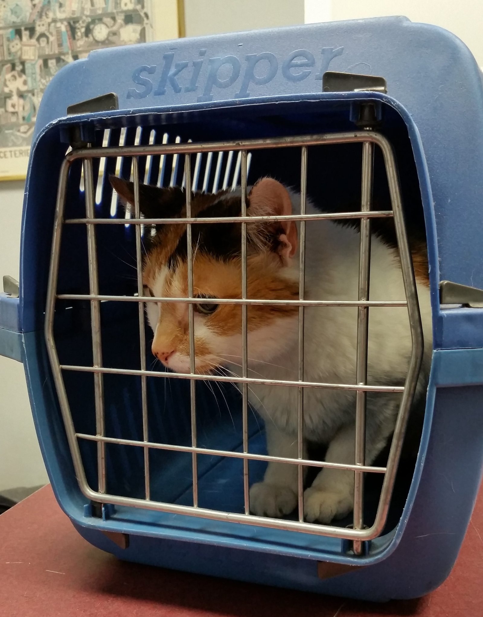 Mascota-transportin